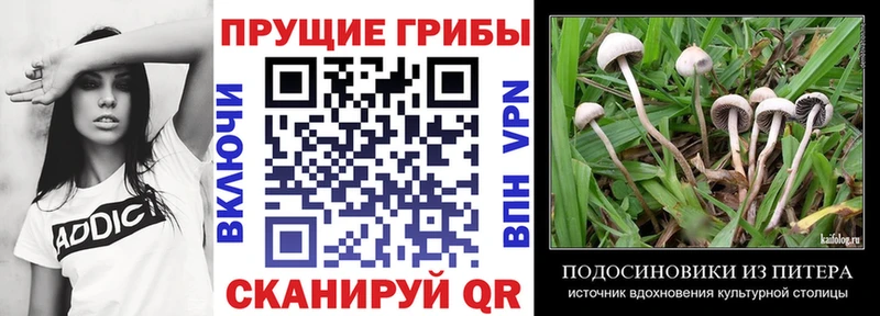 mega онион  Луховицы  Галлюциногенные грибы Psilocybe 